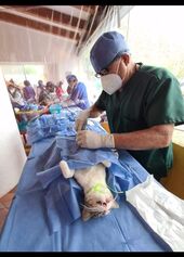 Esterilización de mascotas, Constituyentes de Queretaro 3 sec.